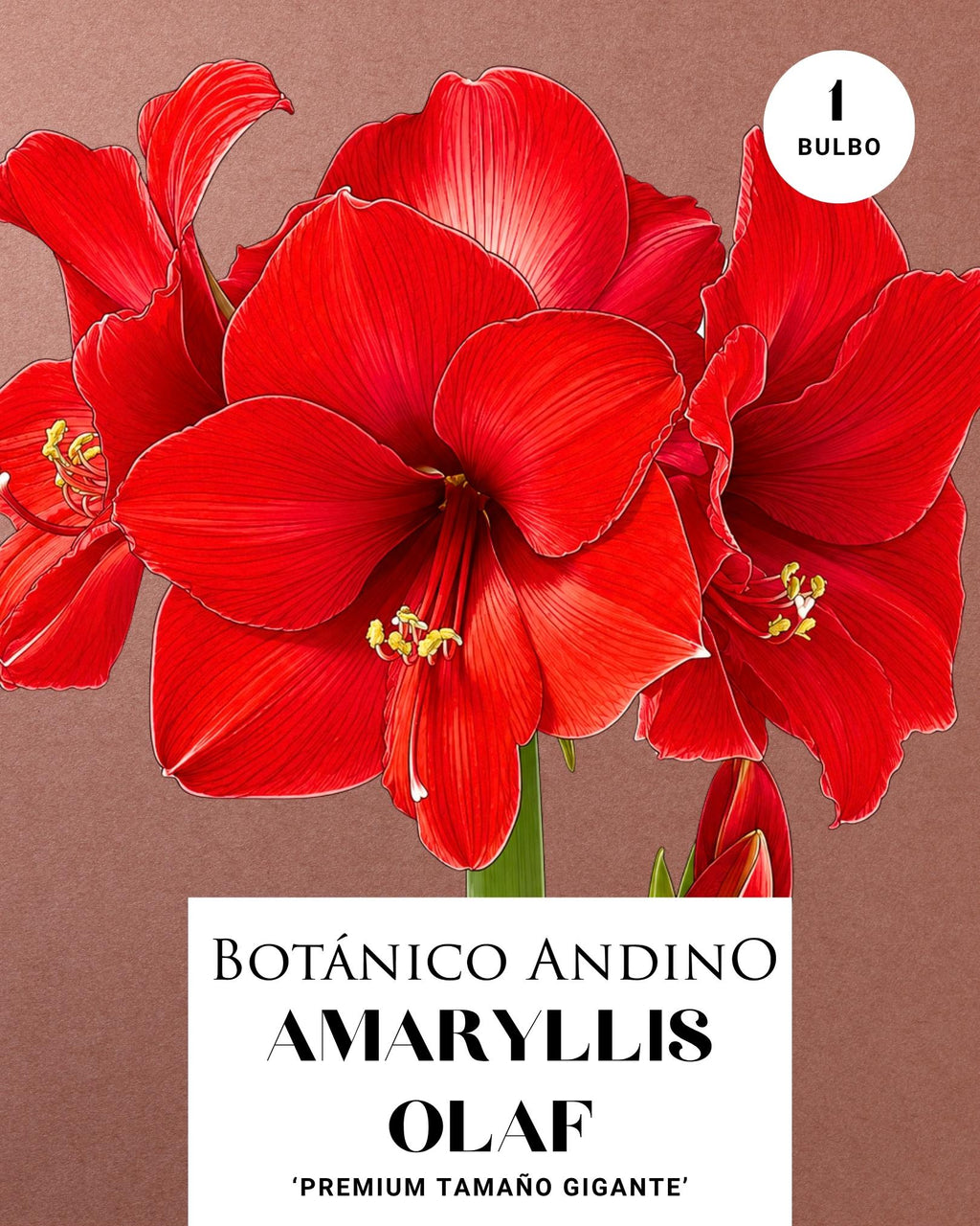 AMARYLLIS | OLAF (x 1 Bulbo)
