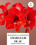 AMARYLLIS | OLAF (x 1 Bulbo)