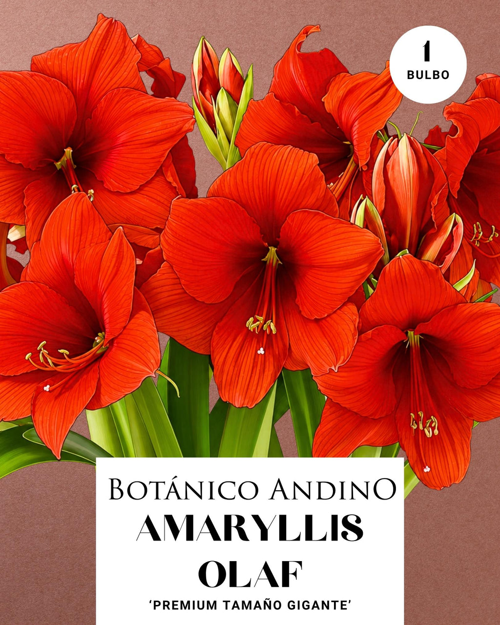 AMARYLLIS | OLAF (x 1 Bulbo)