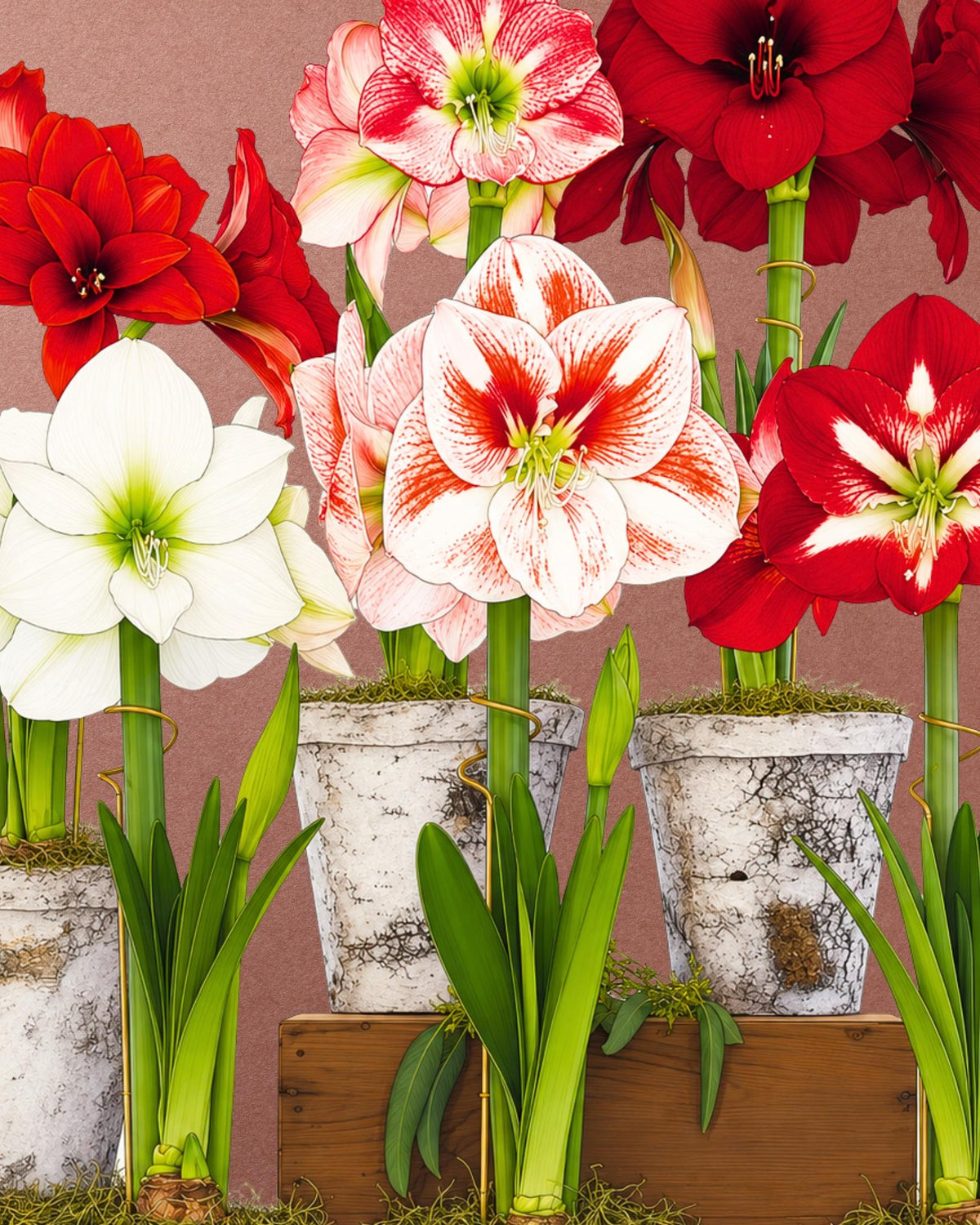 AMARYLLIS | SAMBA (x 1 Bulbo)