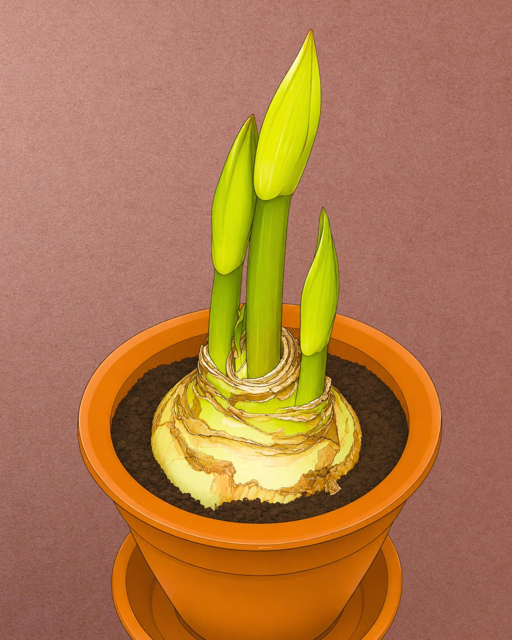 AMARYLLIS | SAMBA (x 1 Bulbo)