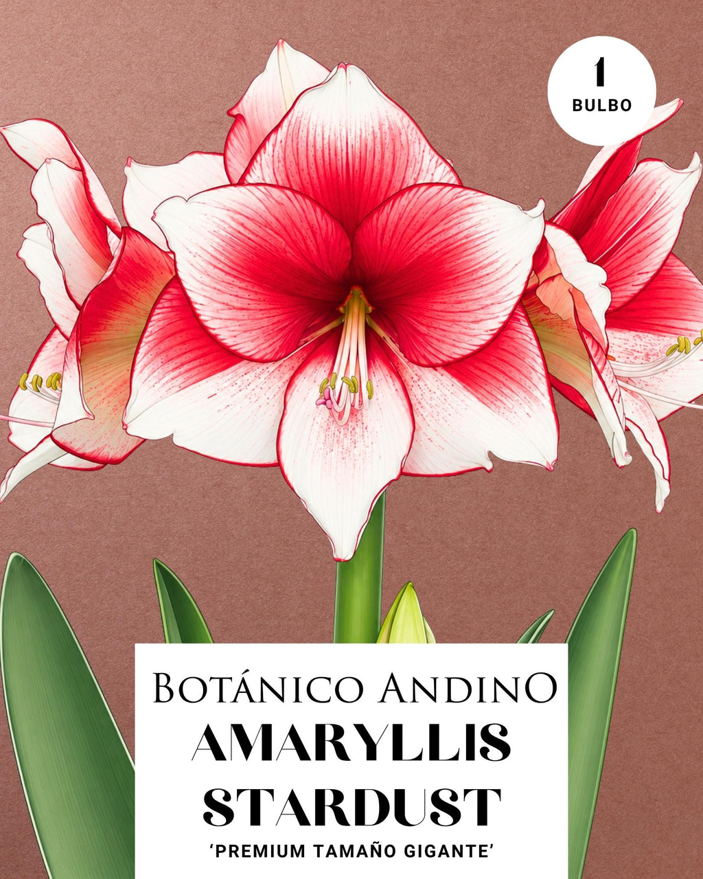 AMARYLLIS | STARDUST  (x 1 Bulbo)