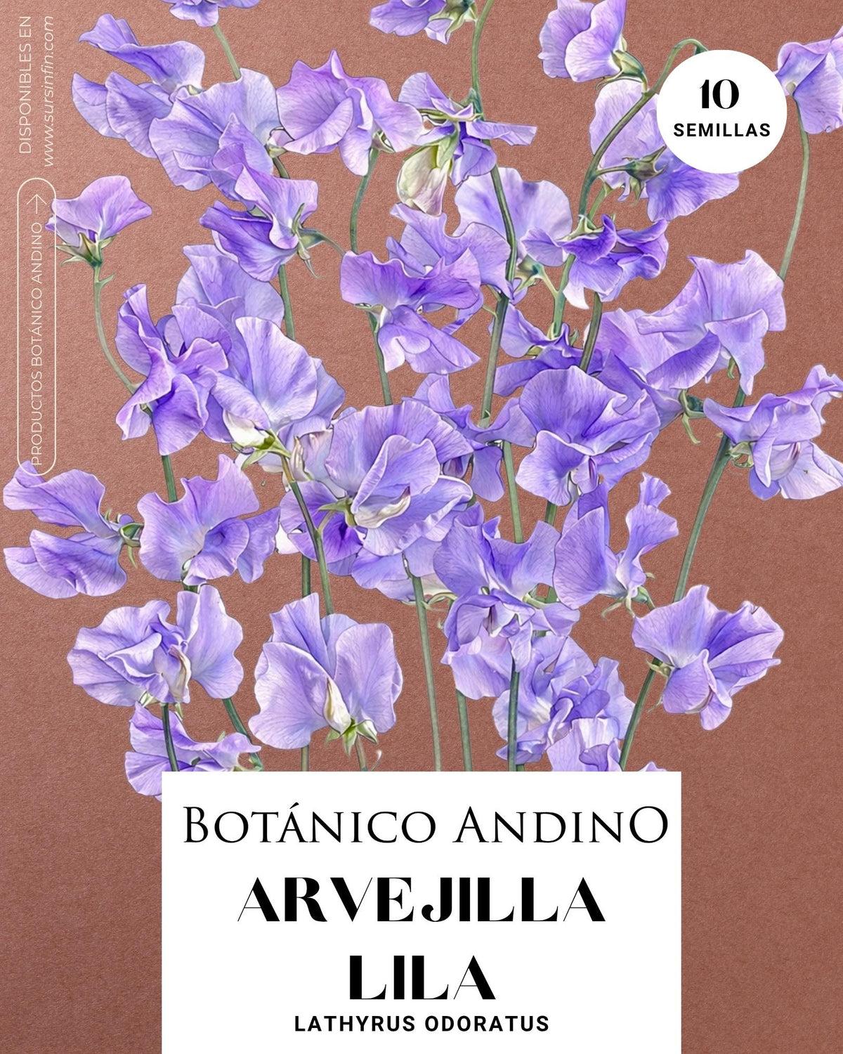 Arvejilla perfumada lila (10 semillas)