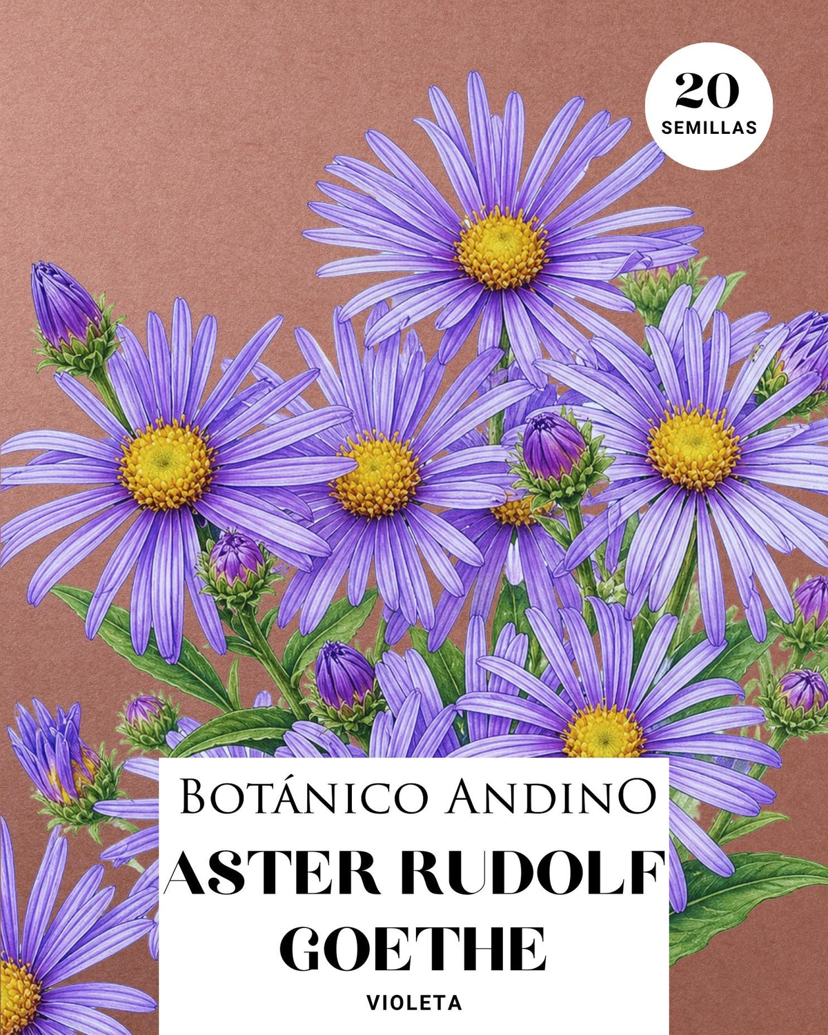 Aster Rudolf Goethe