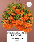 Begonia pendula naranja | 1 Bulbo premium