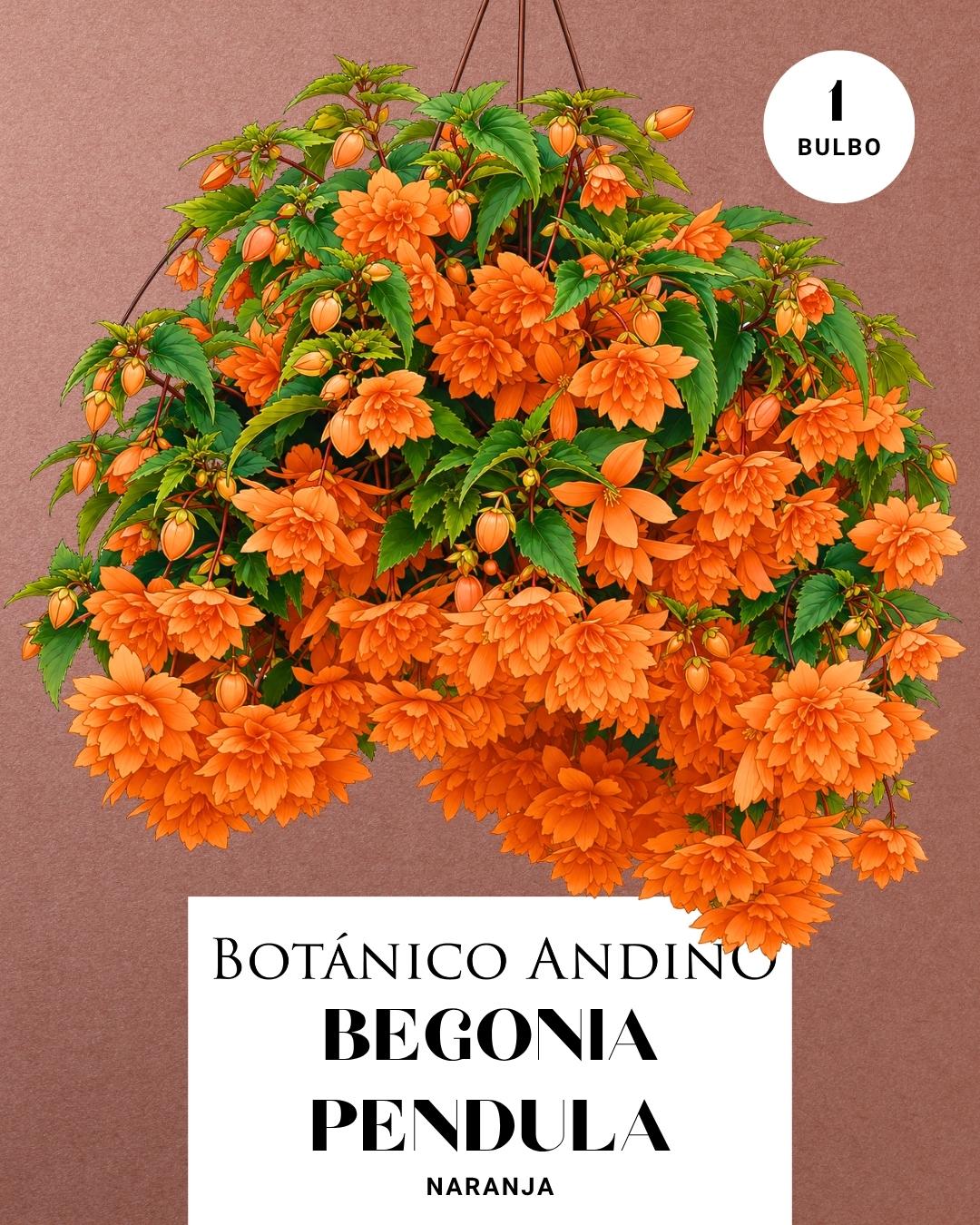 Begonia pendula naranja | 1 Bulbo premium
