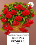 Begonia pendula roja | 1 Bulbo premium