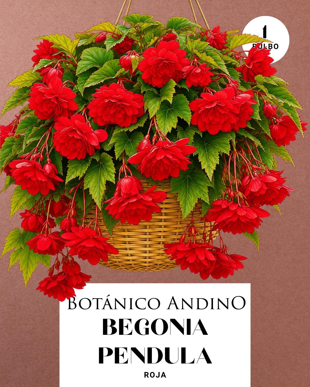 Begonia pendula roja | 1 Bulbo premium