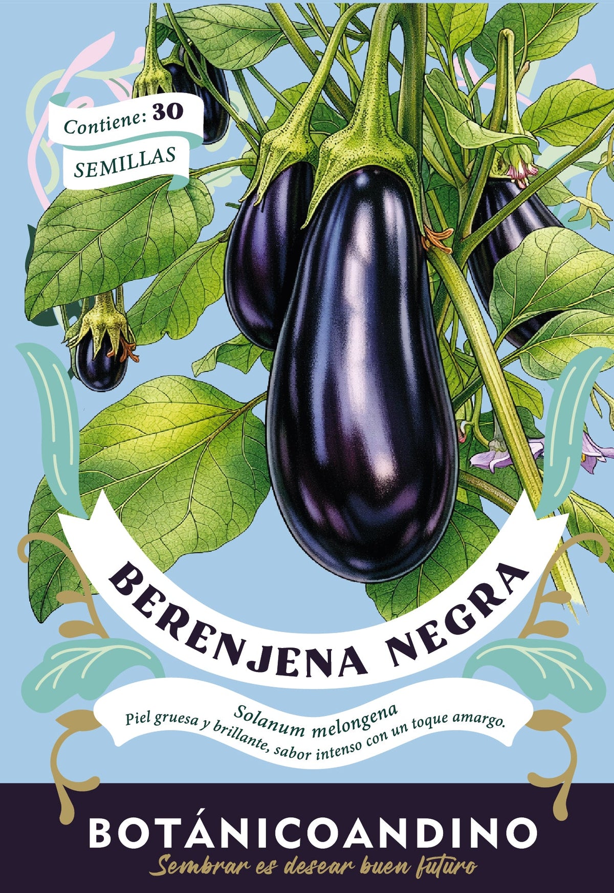 Berenjena negra | Florida market