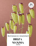 Briza maxima (30 semillas)