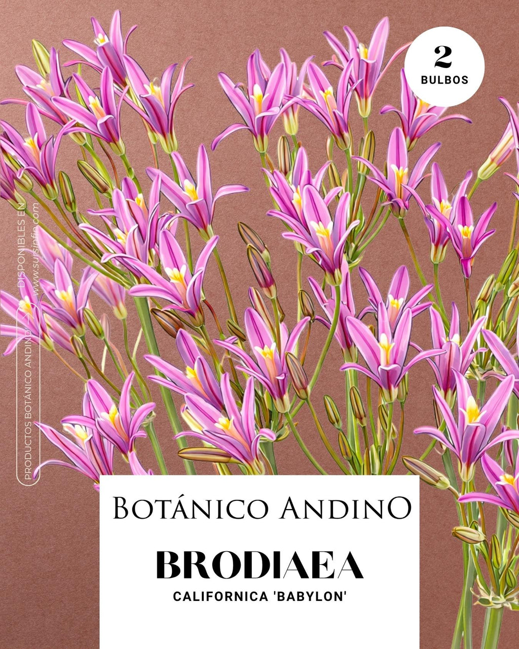 Brodiaea californica (2 bulbos por pack)