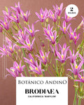 Brodiaea californica (2 bulbos por pack)