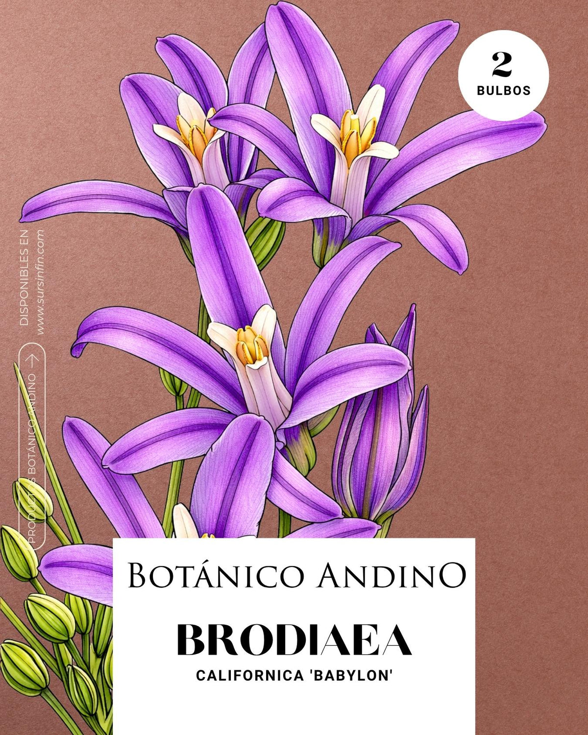 Brodiaea californica (2 bulbos por pack)