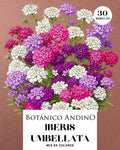 Iberis Umbellata mix