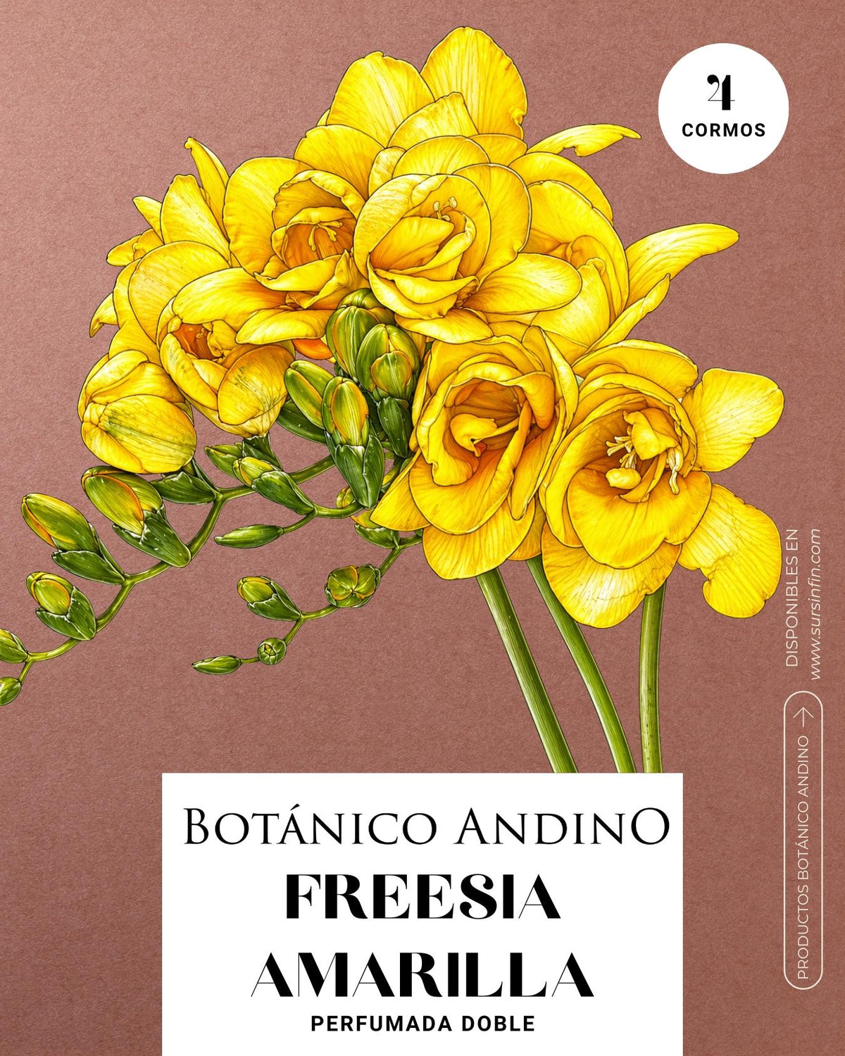 Freesia doble amarilla
