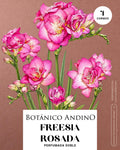 Freesia doble rosada
