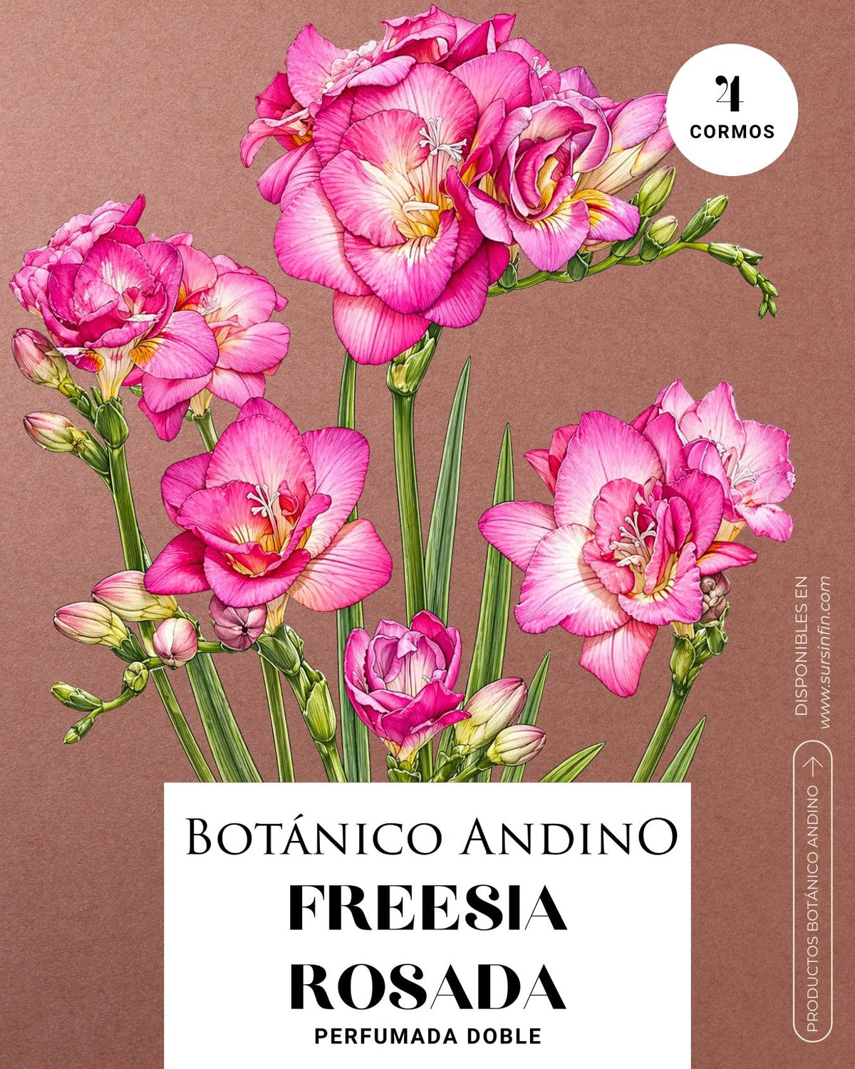 Freesia doble rosada
