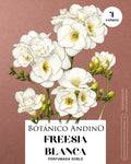 Freesia doble blanca