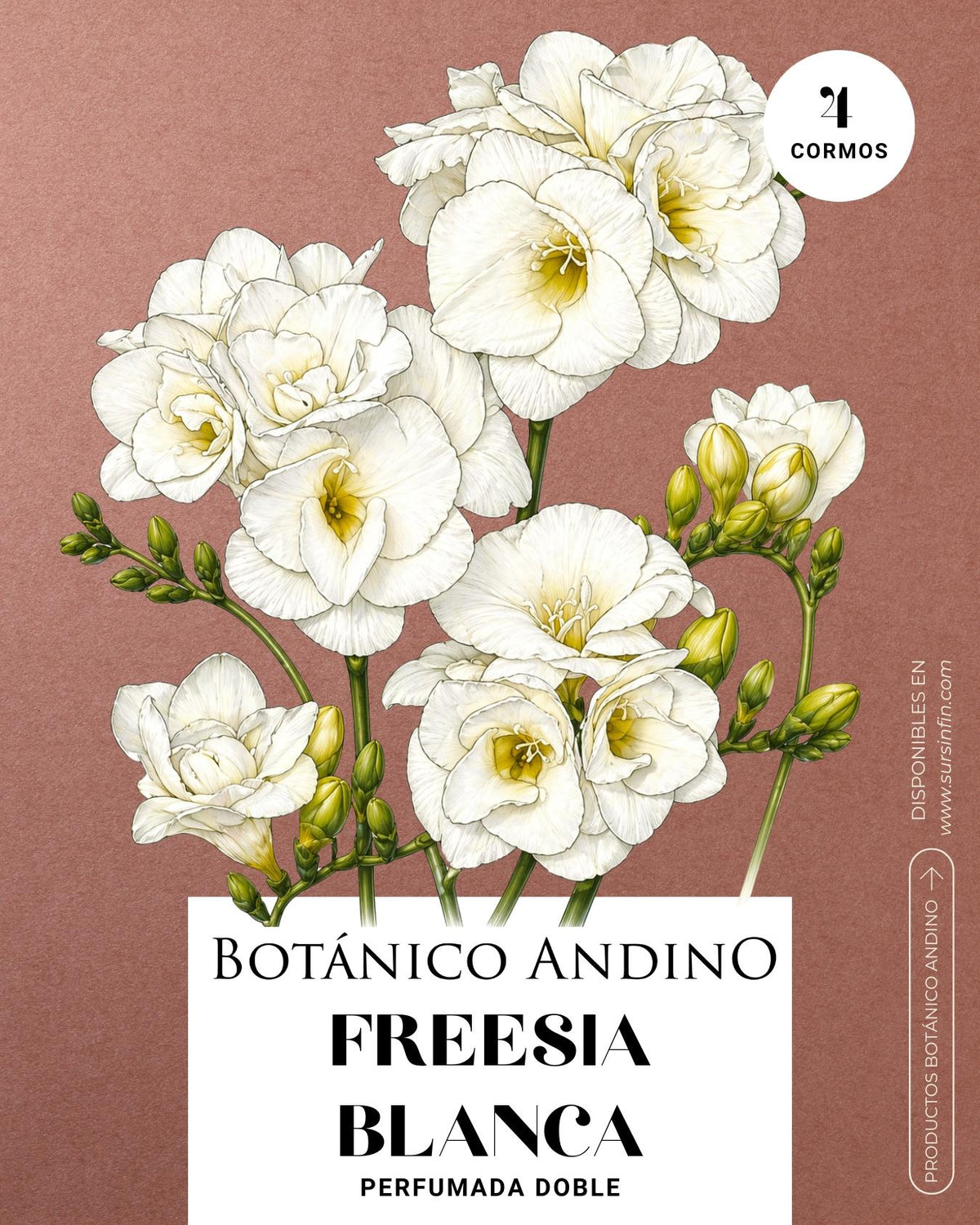 Freesia doble blanca