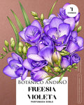 Freesia doble violeta