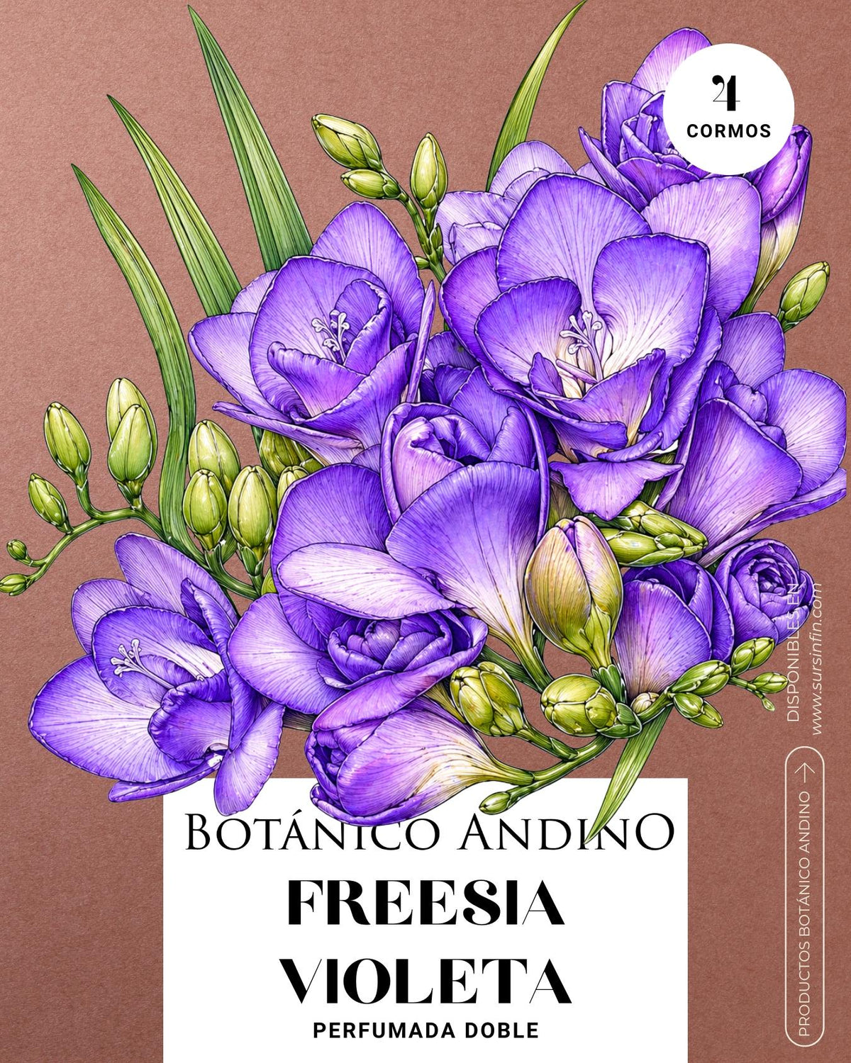 Freesia doble violeta