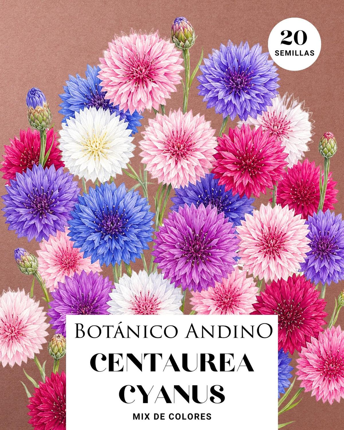 Centaurea cyanus mix