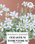 Cerastium tomentosum (30 semillas)