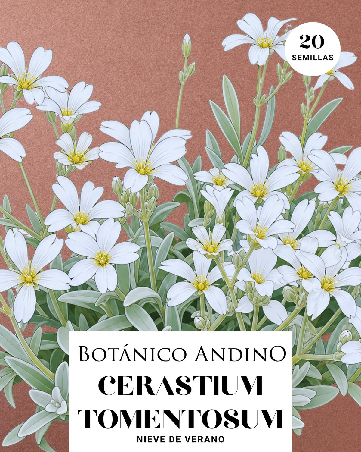 Cerastium tomentosum (30 semillas)