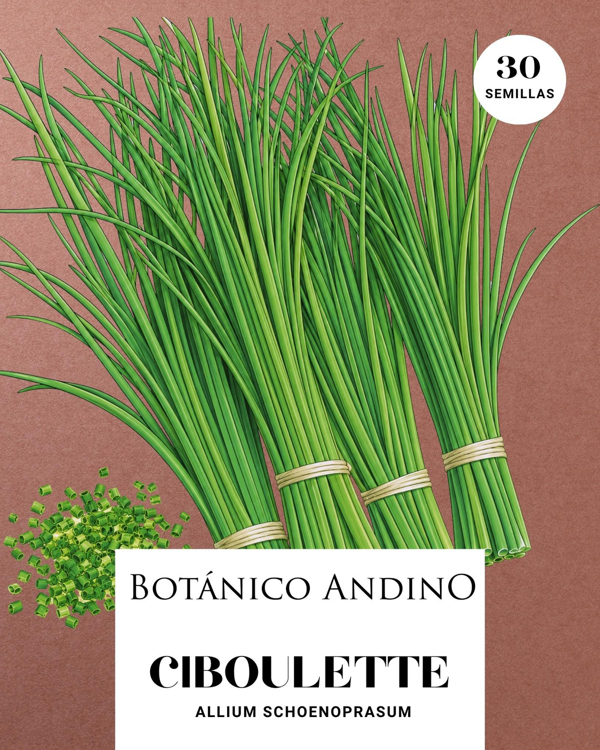 Ciboulette | Allium schoenoprasum