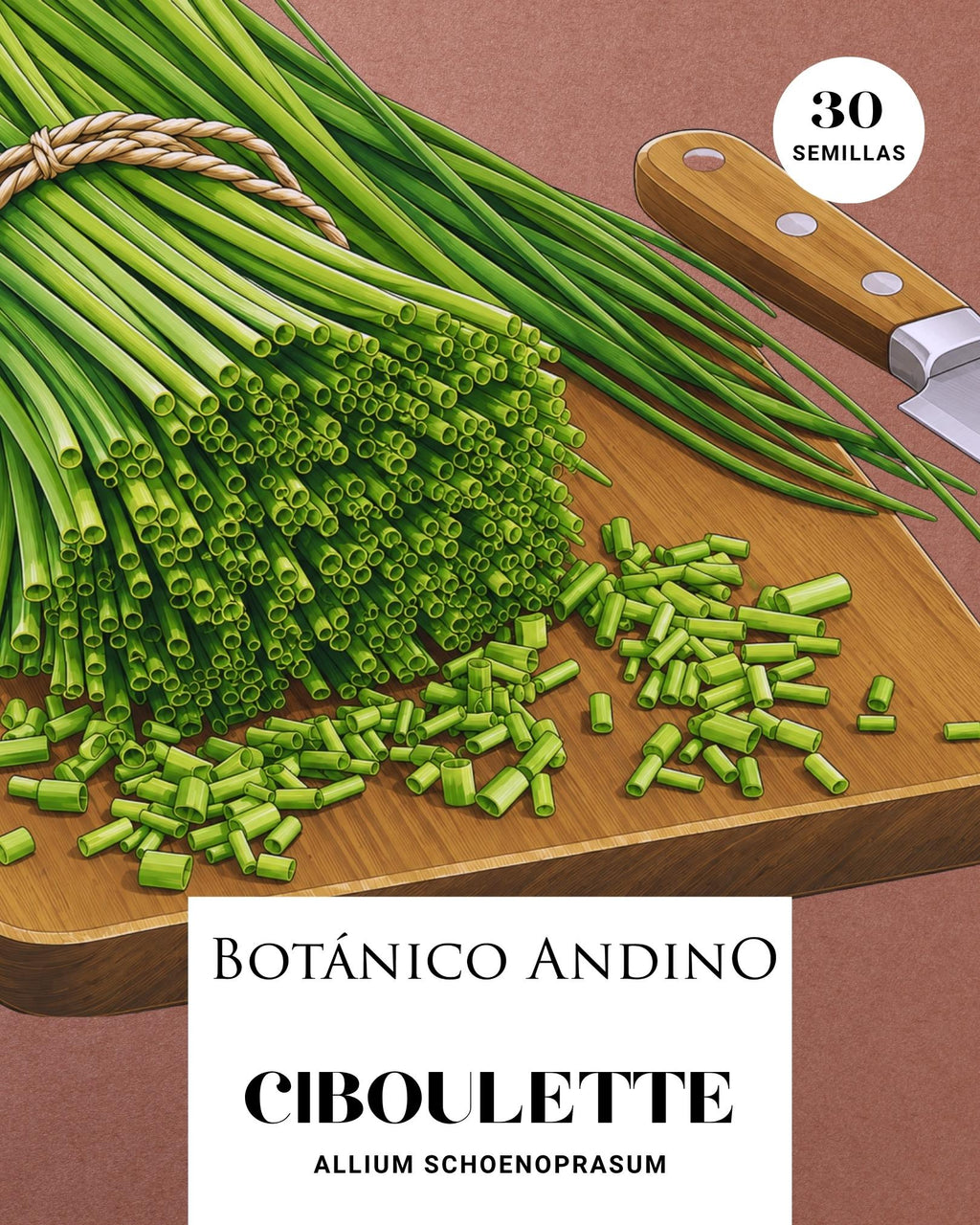 Ciboulette | Allium schoenoprasum