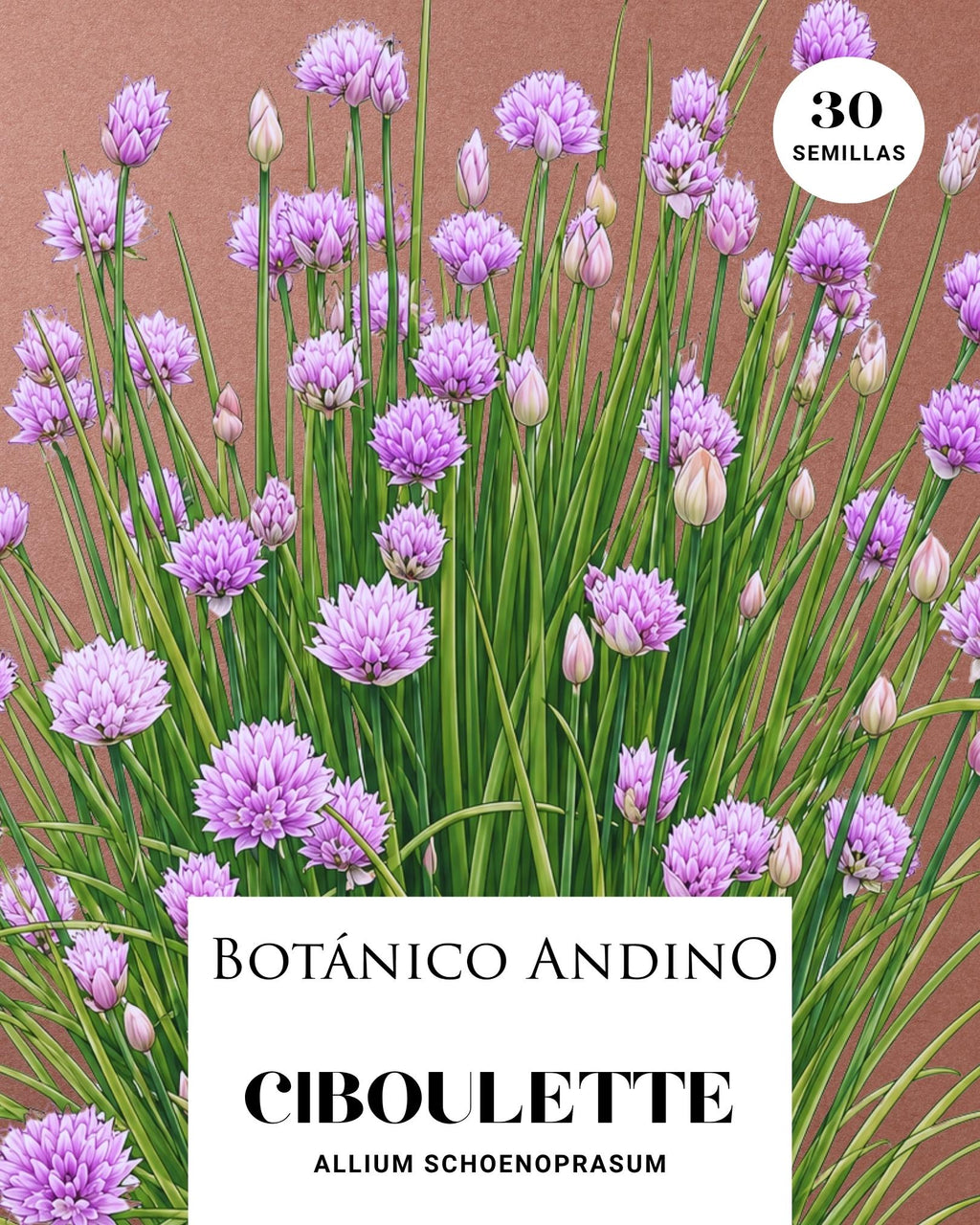 Ciboulette | Allium schoenoprasum