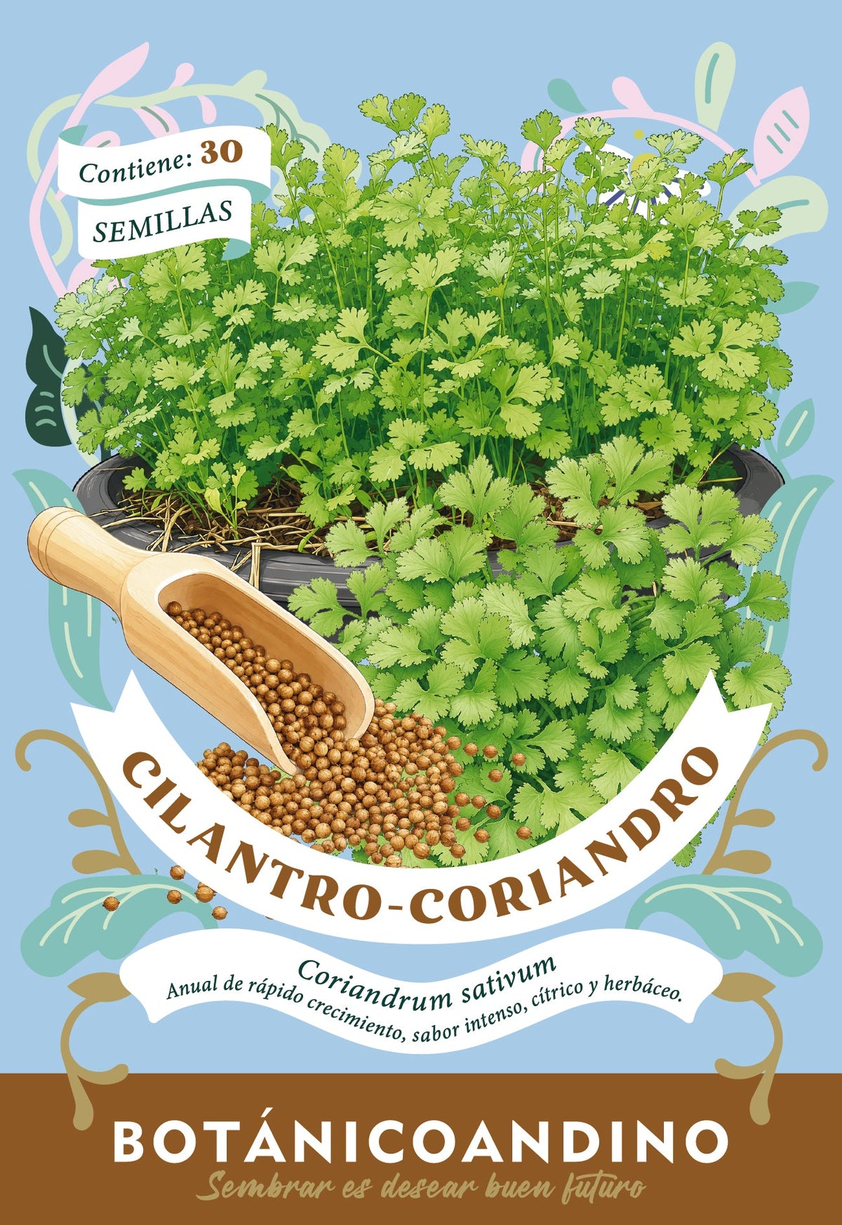 Cilantro - coriandro