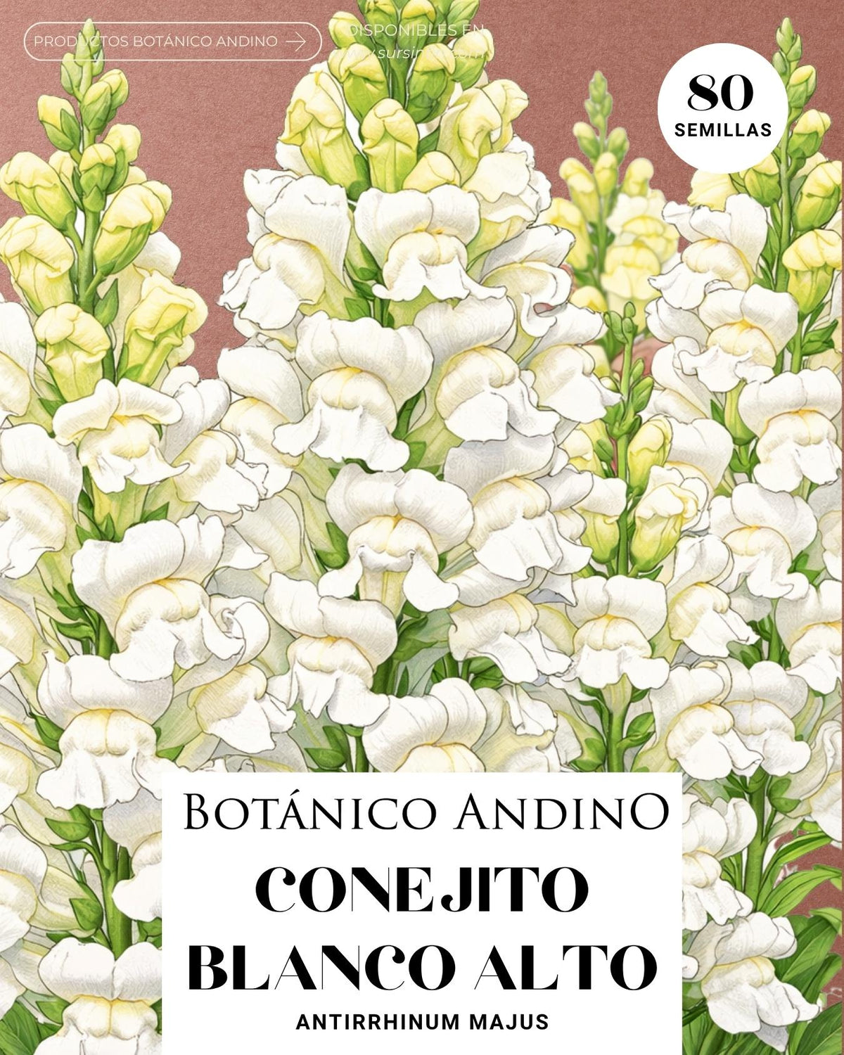 Conejito Blanco - Antirrhinum majus