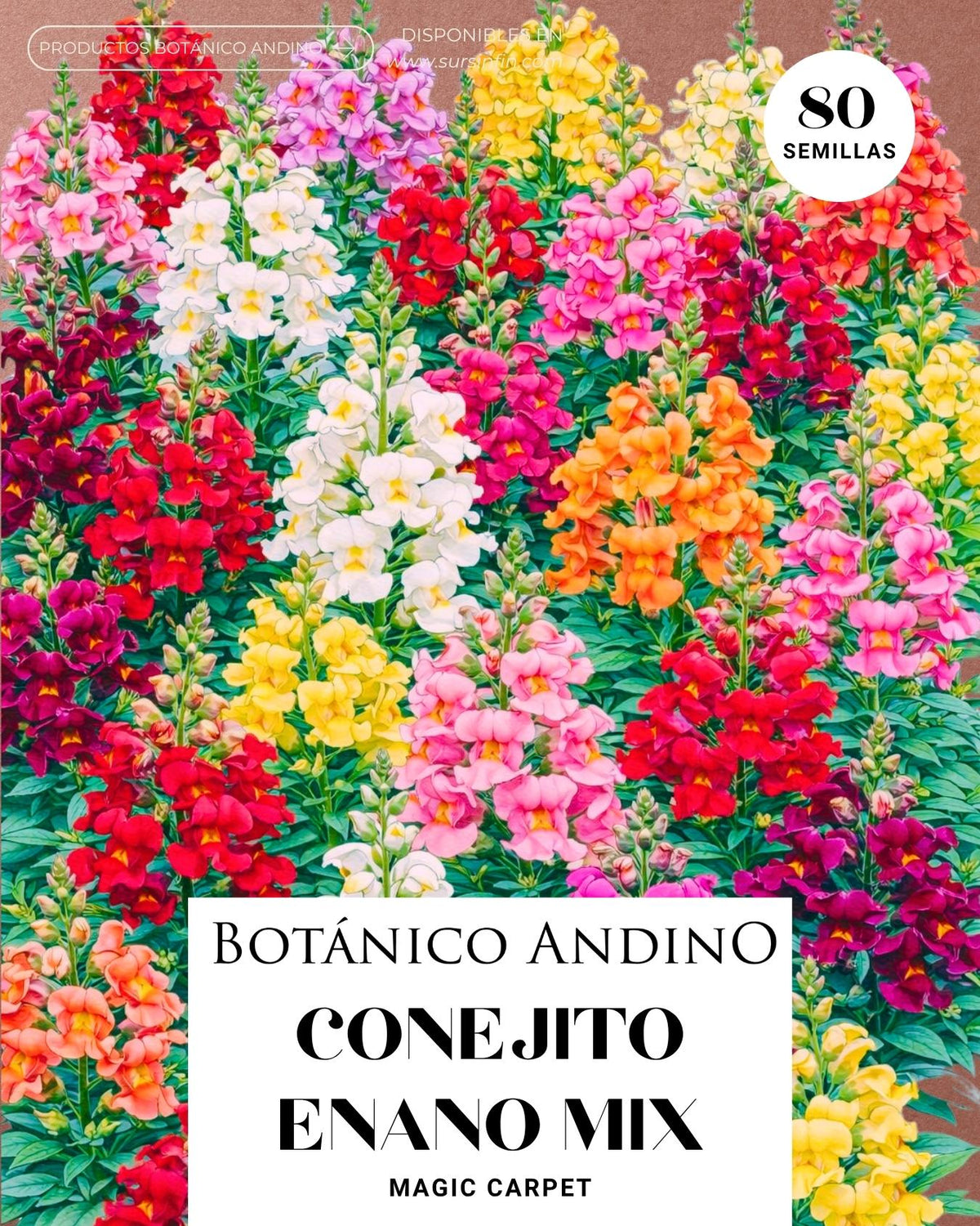 Conejito enano - Magic carpet