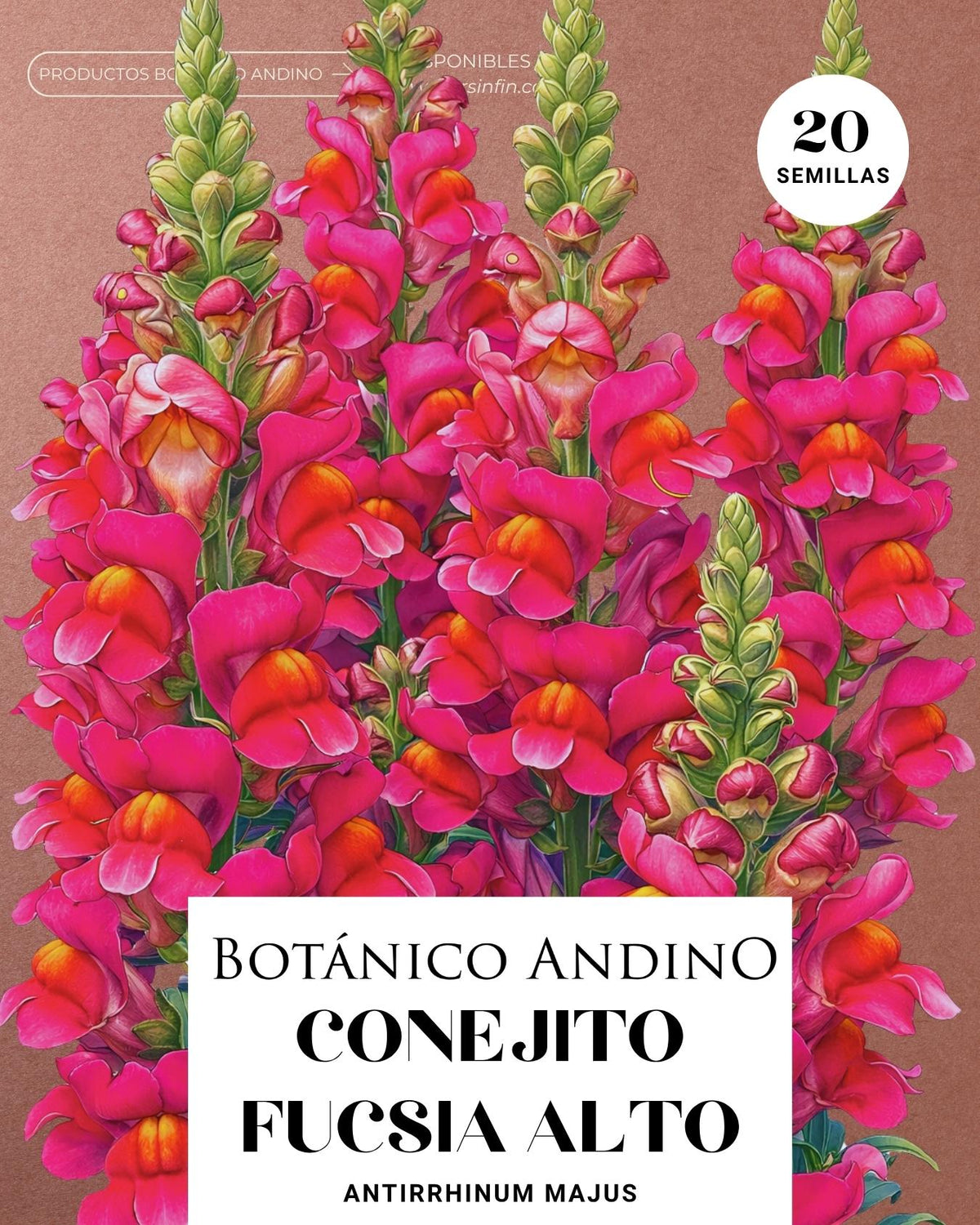 Conejito Fucsia - Antirrhinum majus