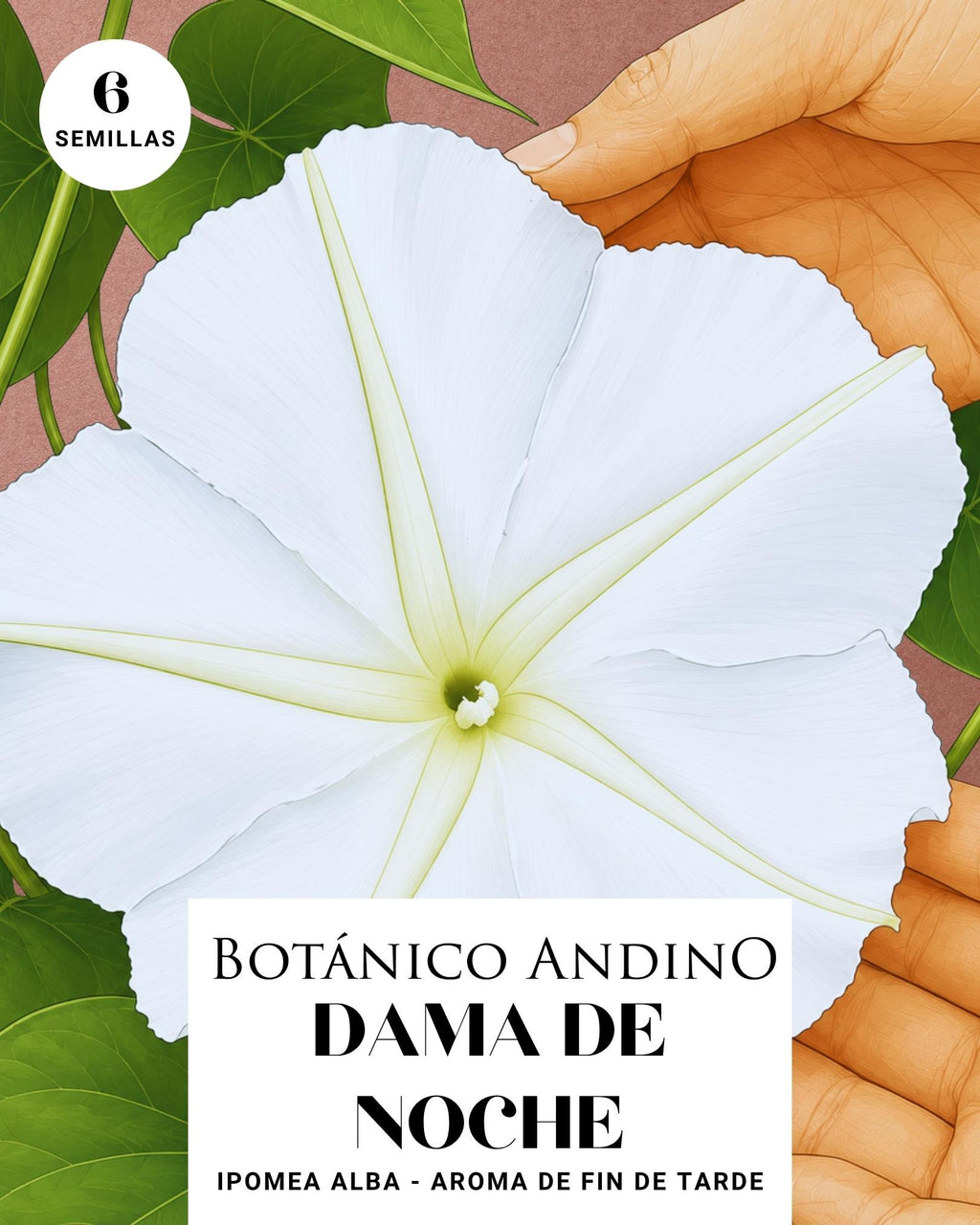 Ipomea Alba | Dama de noche