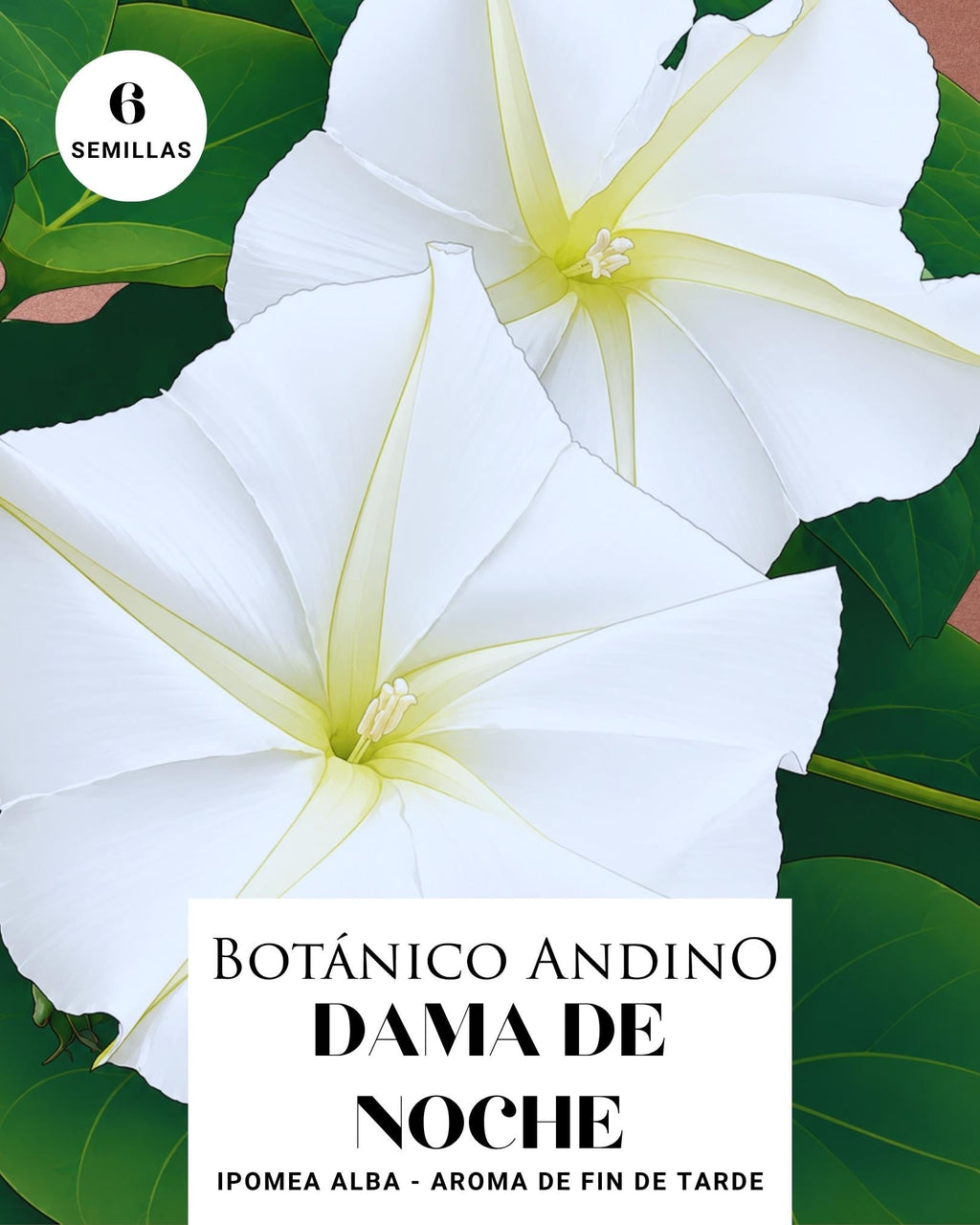 Ipomea Alba | Dama de noche