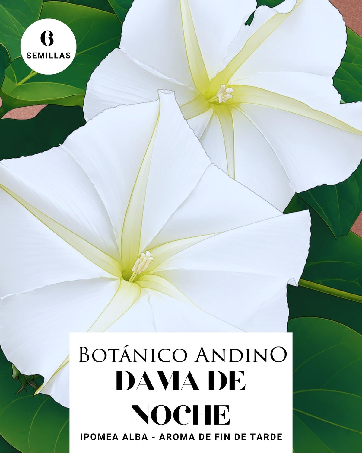 Ipomea Alba | Dama de noche