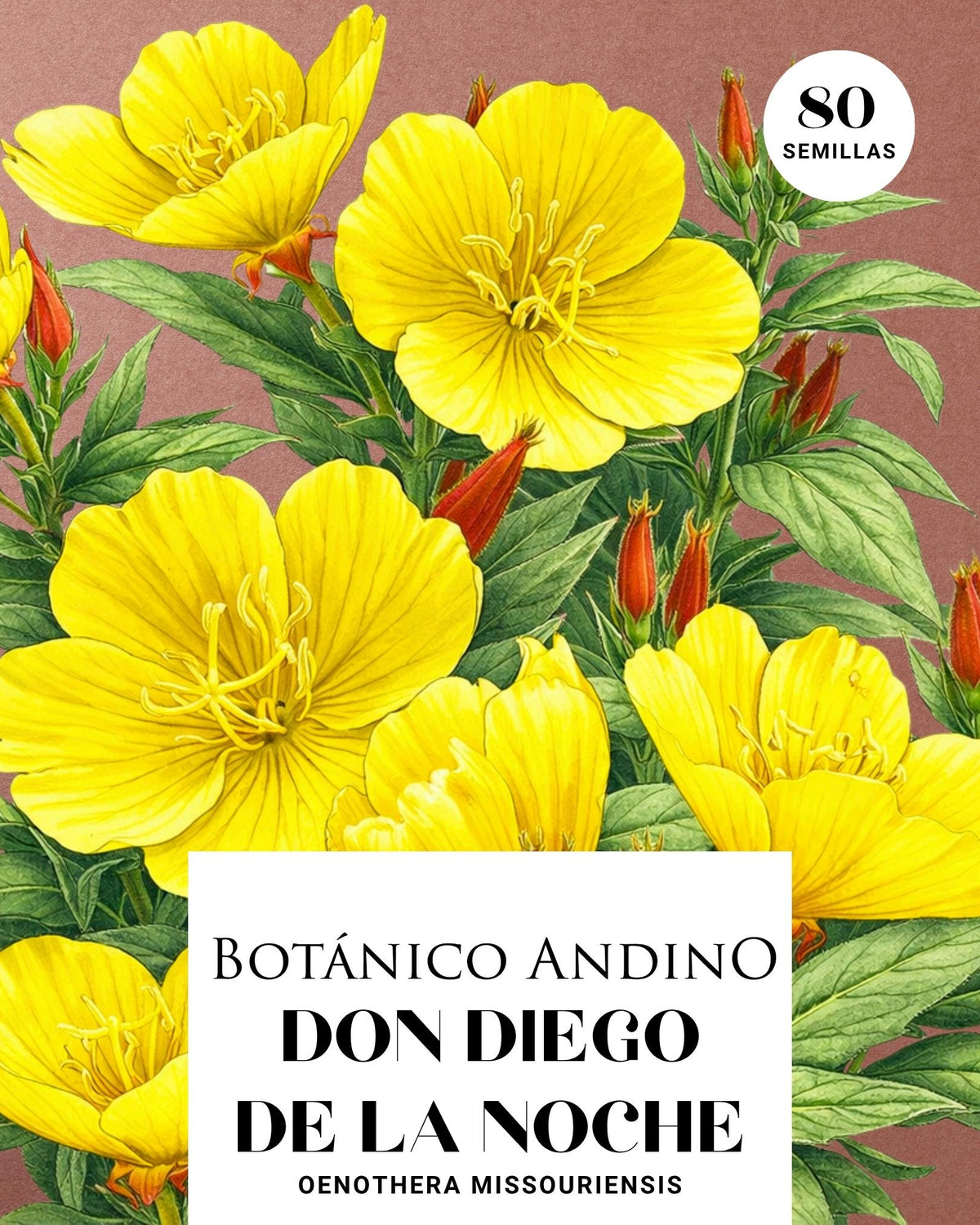 Oenothera missouriensis