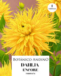 Dahlia Fiambriata | ENCORE (1 tubérculo)