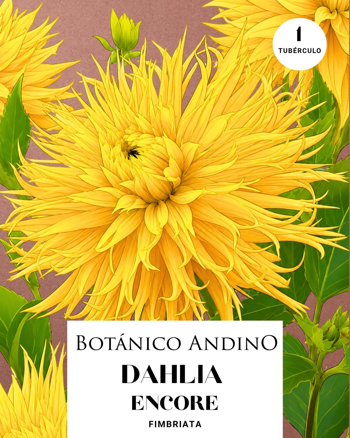 Dahlia Fiambriata | ENCORE (1 tubérculo)