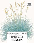 Festuca glauca (30 semillas)