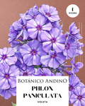 Phlox paniculata violeta
