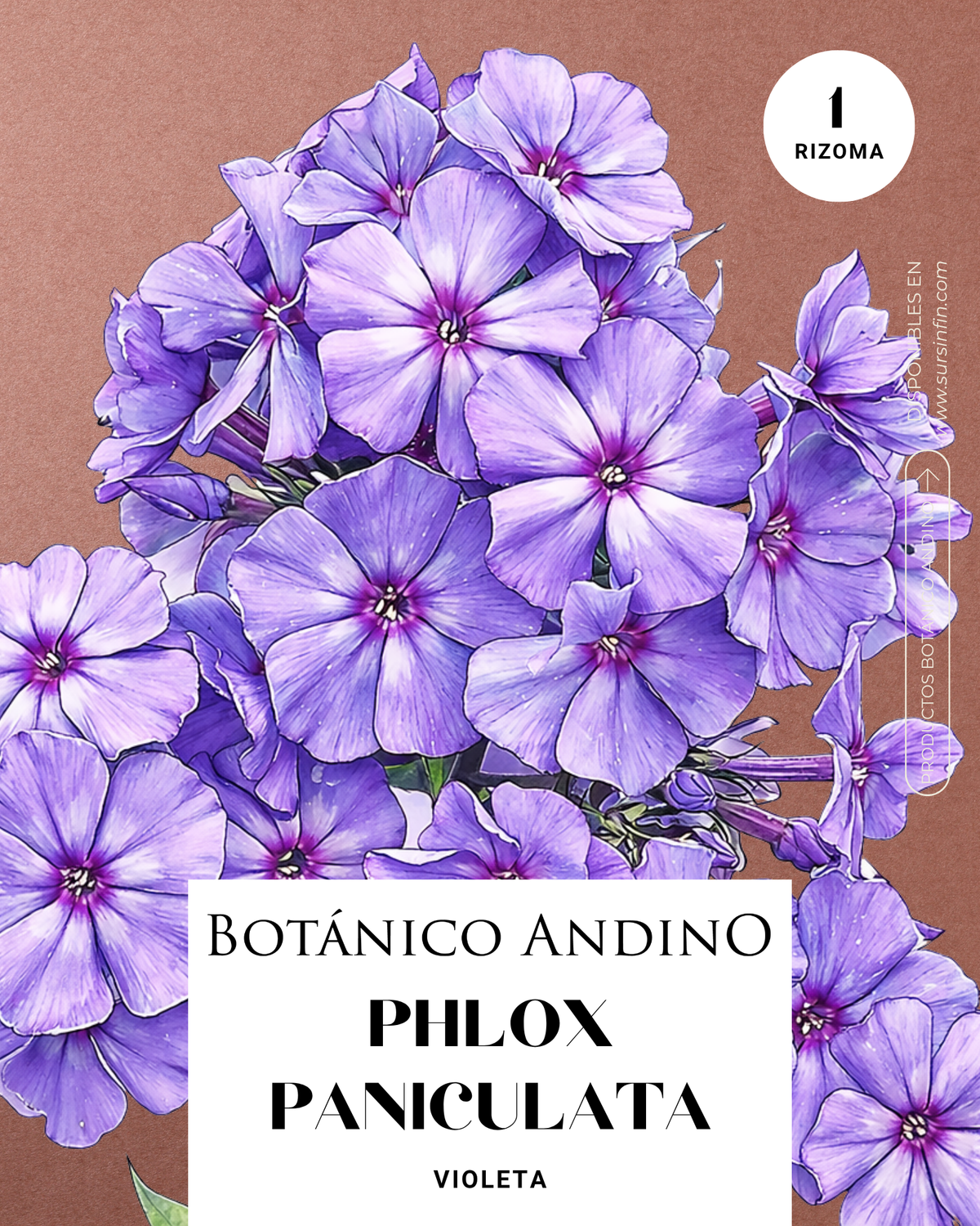 Phlox paniculata violeta