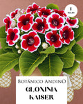 GLOXINIA KAISER | 1 BULBO