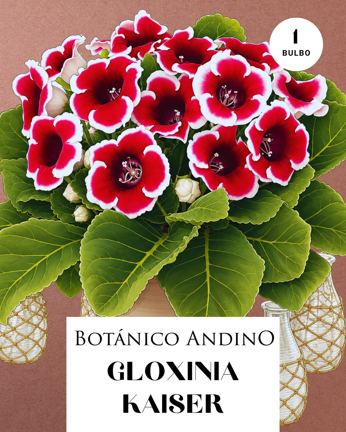 GLOXINIA KAISER | 1 BULBO