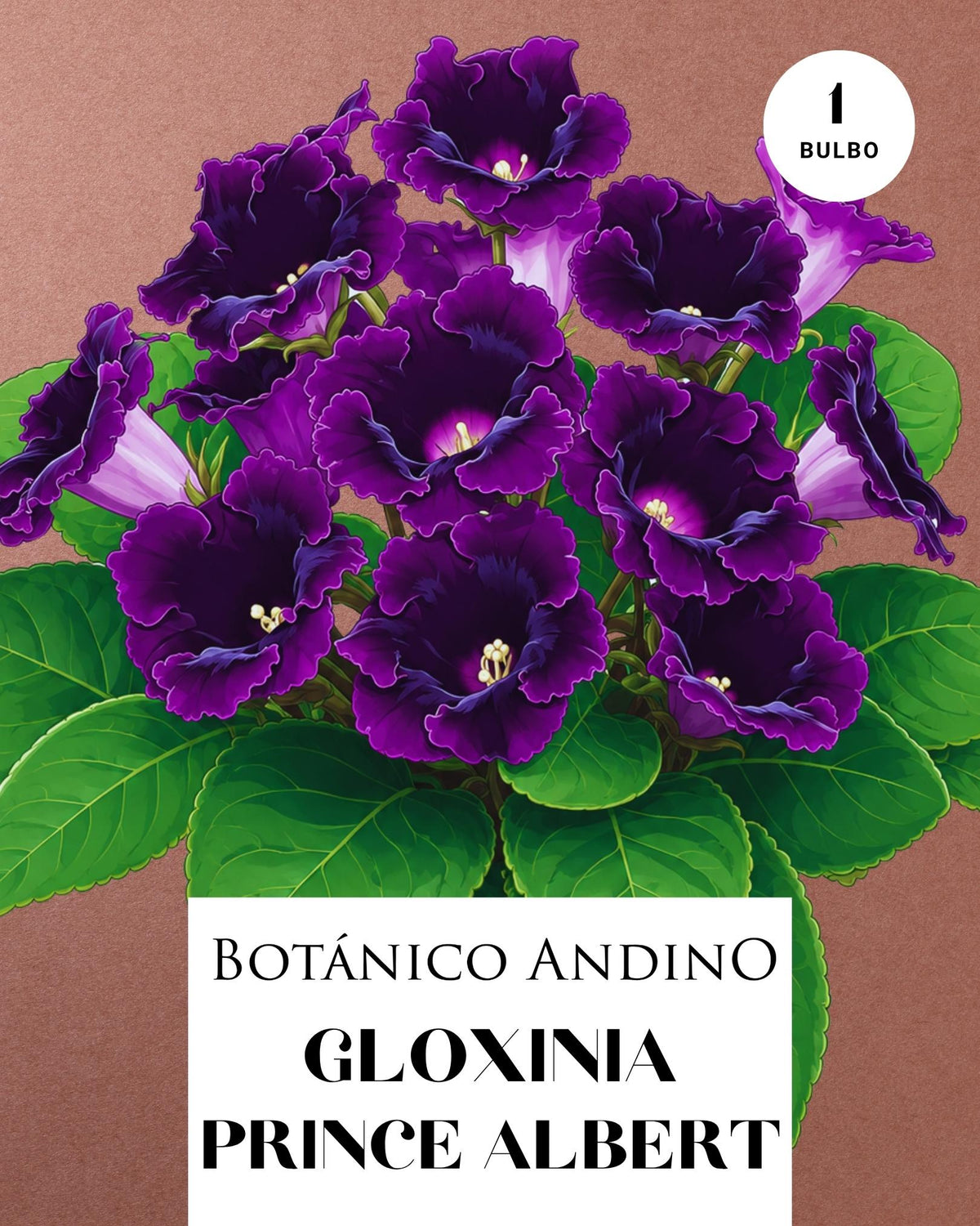 GLOXINIA PRINCE ALBERT  | 1 BULBO