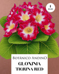 GLOXINIA TIGRINA RED | 1 BULBO