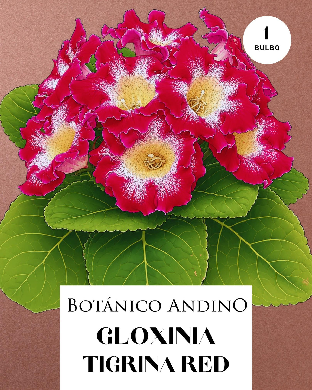 GLOXINIA TIGRINA RED | 1 BULBO
