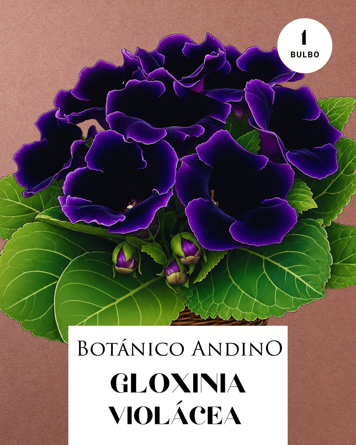 GLOXINIA VIOLÁCEA | 1 BULBO